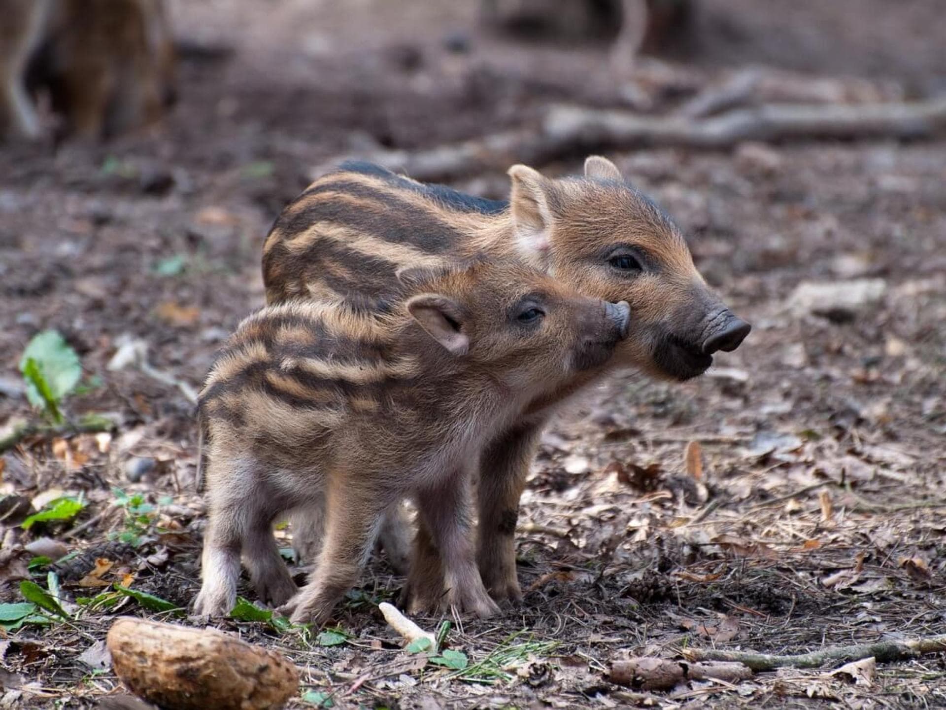Gratis Grußkarten: süße Tierkinder-Motive versenden